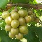 Vitis rotundifolia BRONZE MUSCADINE GRAPE Seeds!