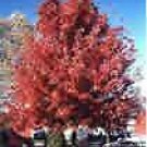 Acer rubrum RED SUNSET RED MAPLE TREE Seeds!