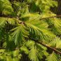 Metasequoia Gold Rush GOLDEN DAWN REDWOOD Seeds!