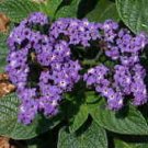 Heliotrope marine FRAGRANT PURPLE BLOOMS Seeds!