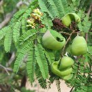 Caesalpinia coriaria UNUSUAL TREE Seeds!