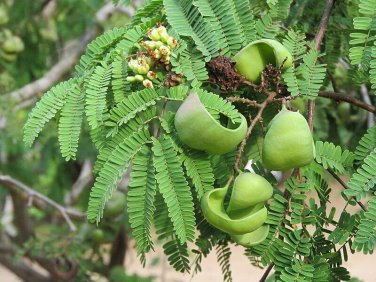 Caesalpinia coriaria UNUSUAL TREE Seeds!
