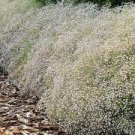 Gypsophila paniculata BABY'S BREATH Seeds!