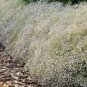 Gypsophila paniculata BABY'S BREATH Seeds!