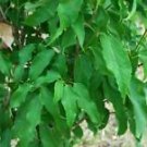 Acer cinnamomifolium EVERGREEN MAPLE TREE Seeds!