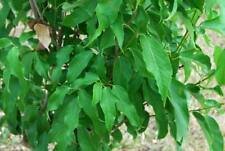 Acer cinnamomifolium EVERGREEN MAPLE TREE Seeds!