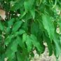 Acer cinnamomifolium EVERGREEN MAPLE TREE Seeds!