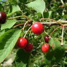 Prunus avium FRUITING CHERRY TREE Seeds!