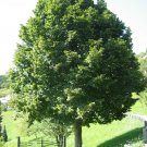 Tilia platyphyllos LINDEN TREE Seeds!