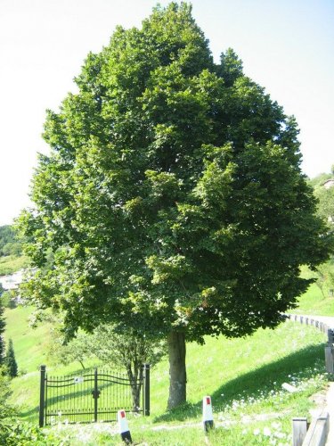 Tilia platyphyllos LINDEN TREE Seeds!