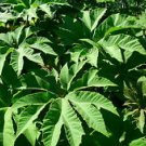 Tetrapanax papyrifera STEROIDAL GIANT Seeds!