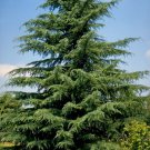 Cedrus deodara HARDY DEODAR CEDAR TREE Seeds!