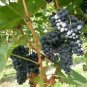 Vitis vinifera Merlot WINE GRAPE Seeds!