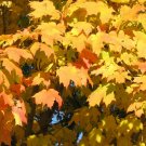 Acer saccharum SUGAR MAPLE TREE Seeds!