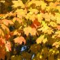 Acer saccharum SUGAR MAPLE TREE Seeds!