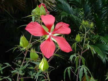 Hibiscus coccineus RED STAR HIBISCUS Seeds!