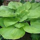 Hosta Sum and Substance HUGE LEAVES Seeds!
