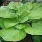 Hosta Sum and Substance HUGE LEAVES Seeds!
