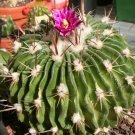Echinofossulocactus phyllacanthus violaciflorus HARDY CACTUS SEEDS!