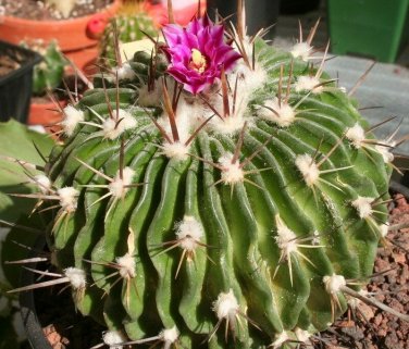 Echinofossulocactus phyllacanthus violaciflorus HARDY CACTUS SEEDS!
