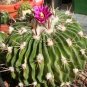Echinofossulocactus phyllacanthus violaciflorus HARDY CACTUS SEEDS!