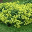 Alchemilla mollis LADY'S MANTLE Perennial SEEDS!