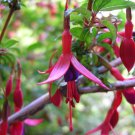 Fuchsia magellanica HARDY FUCHSIA Seeds!