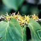 Hamamelis virginiana WITCH HAZEL Shrub Seeds!