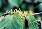 Hamamelis virginiana WITCH HAZEL Shrub Seeds!
