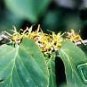 Hamamelis virginiana WITCH HAZEL Shrub Seeds!