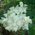 Syringa reticulata JAPANESE TREE LILAC SEEDS!