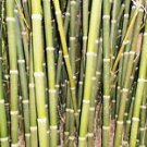 Bambusa tulda INDIAN TIMBER BAMBOO Seeds!