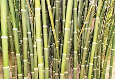 Bambusa tulda INDIAN TIMBER BAMBOO Seeds!