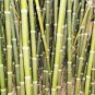 Bambusa tulda INDIAN TIMBER BAMBOO Seeds!