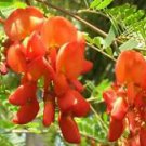 Sesbania punicea RED WISTERIA Red - Orange flowers SEEDS!