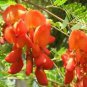 Sesbania punicea RED WISTERIA Red - Orange flowers SEEDS!