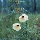 Hibiscus aculeatus PINELANDS HIBISCUS SEEDS! Yellow