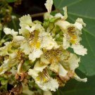 Catalpa ovata YELLOW CATALPA TREE Seeds!