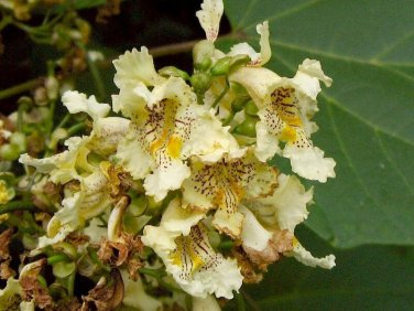 Catalpa ovata YELLOW CATALPA TREE Seeds!