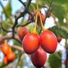 Solanum betaceum TREE TOMATO Fruit Seeds