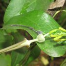 Grewia optiva BIHUL Unique Tree SEEDS!