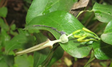 Grewia optiva BIHUL Unique Tree SEEDS!