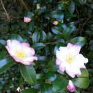 Camellia sasanqua White with Pink Unknown variety SHRUB Seeds!