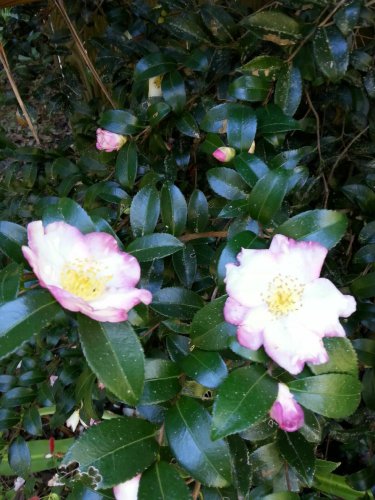 Camellia sasanqua White with Pink Unknown variety SHRUB Seeds!