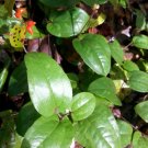 Smilax pumila UNIQUE NATIVE GROUNDCOVER Seeds!