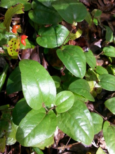 Smilax pumila UNIQUE NATIVE GROUNDCOVER Seeds!