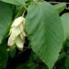 Ostrya virginiana AMERICAN HOPHORNBEAM TREE Seeds!