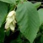 Ostrya virginiana AMERICAN HOPHORNBEAM TREE Seeds!