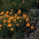 Thelesperma filifolium STIFF GREENTHREAD Seeds!