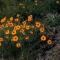 Thelesperma filifolium STIFF GREENTHREAD Seeds!
